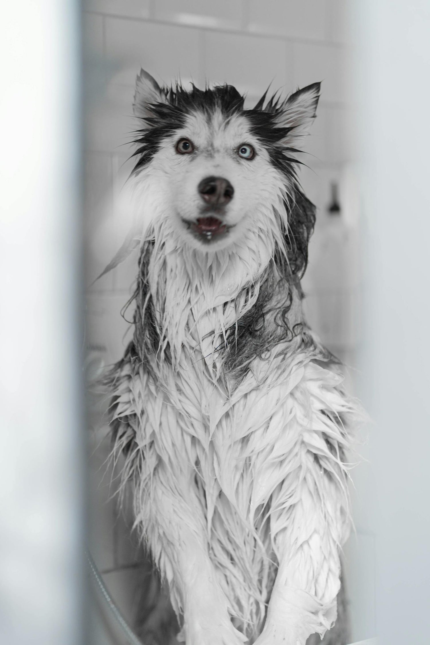 the dog is surprised by the bath but in a cute way