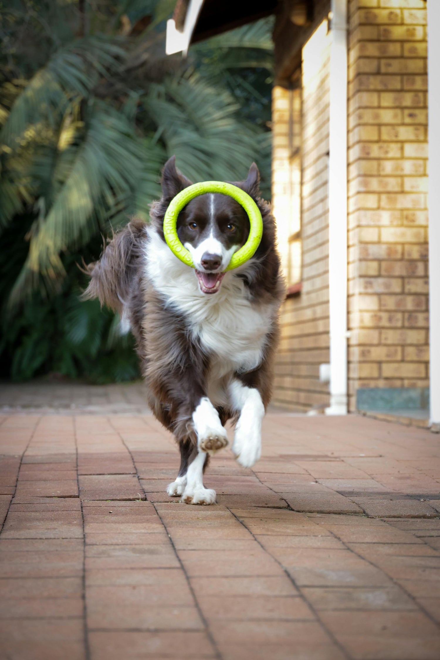 A Border Collie mid-run with a bright green frisbee in its mouth 