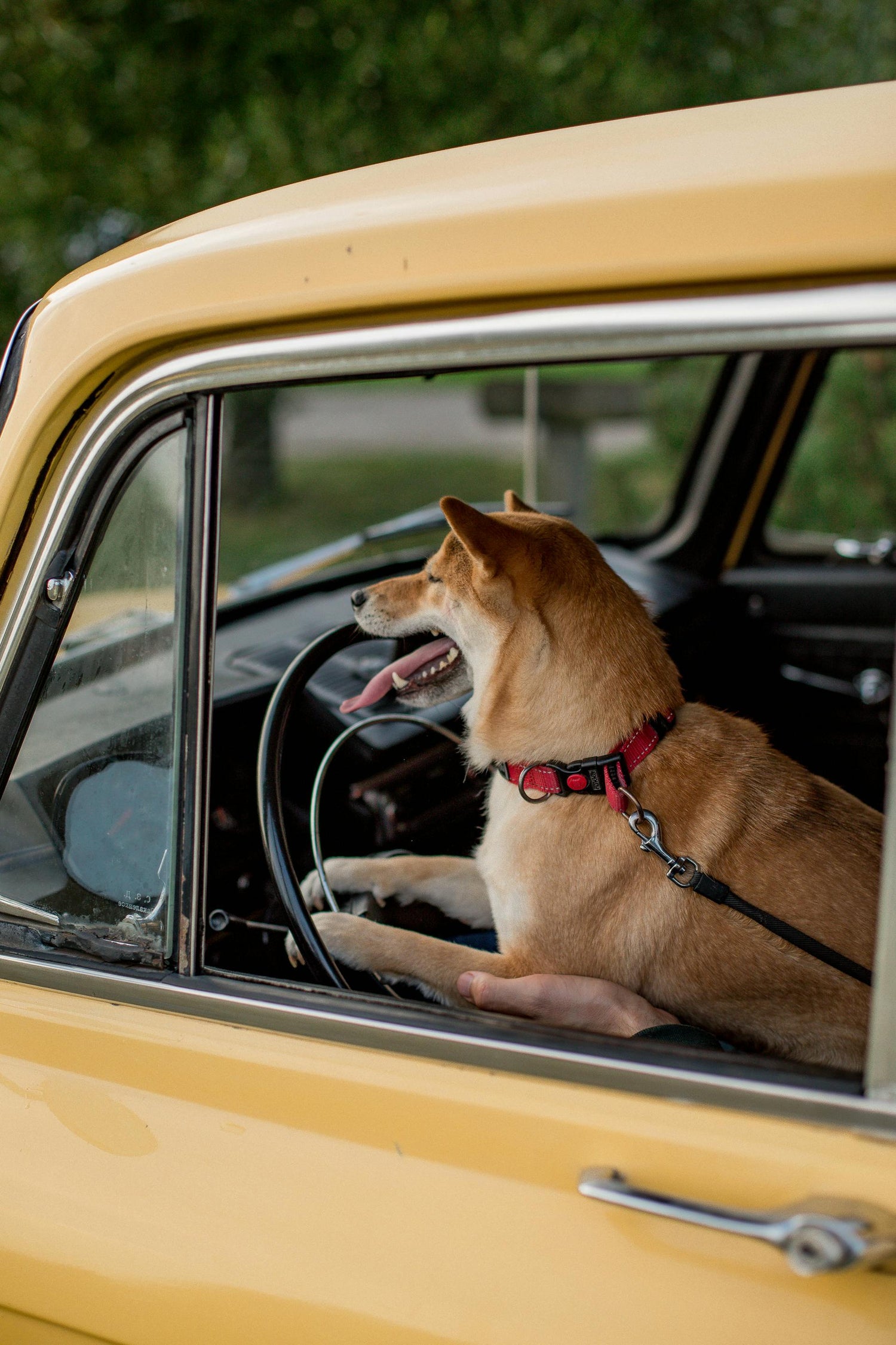A Shiba Inu looking out the window of a yellow car 